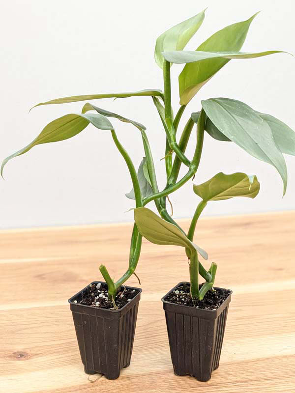 Philodendron Hastatum Silver Sword Blue Plant - Image 9