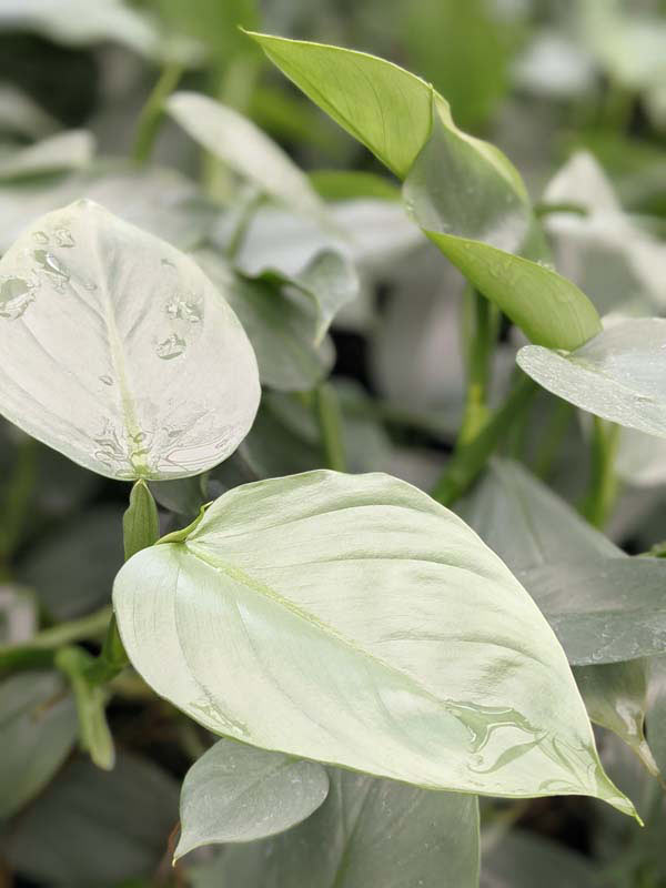 Philodendron Hastatum Silver Sword Blue Plant - Image 3