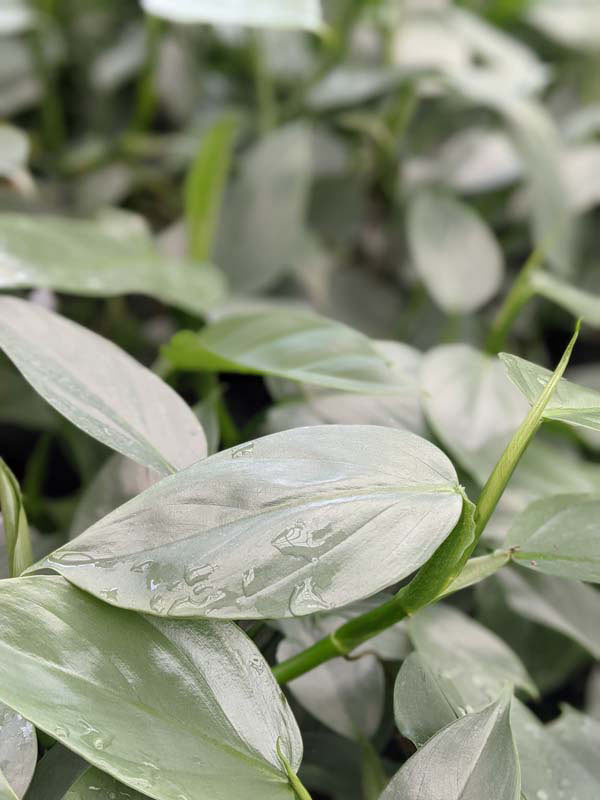 Philodendron Hastatum Silver Sword Blue Plant - Image 2