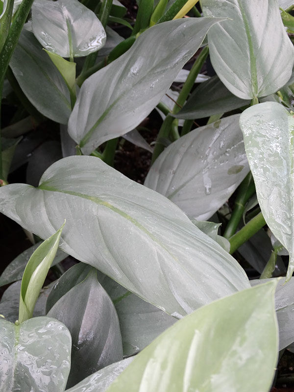 Philodendron Hastatum Silver Sword Blue Plant - Image 4