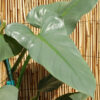 Philodendron Hastatum Silver Sword Blue Plant