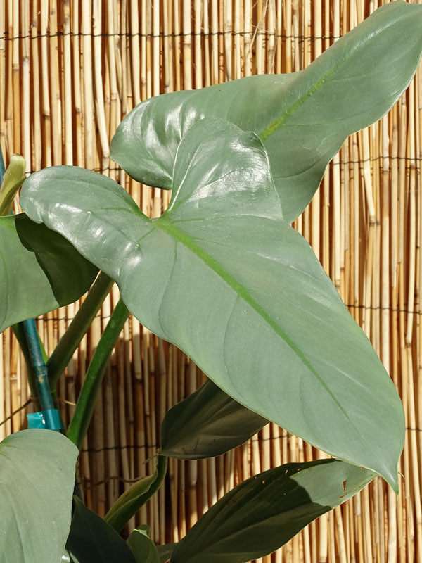 Philodendron Hastatum Silver Sword Blue Plant
