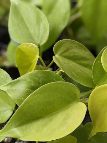 Alternative view of Philodendron Hederaceum Sunshine Plant (best indoors)