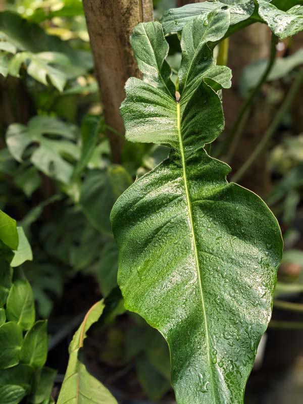 Philodendron Joepii Plant - Image 2