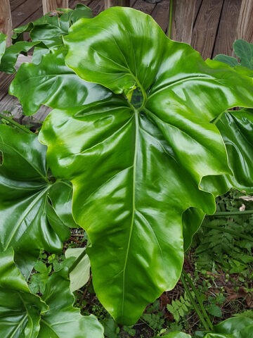 Philodendron Jungle Selloum x Goeldii Stilt Root Plant