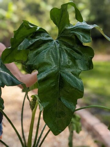 Alternative view of Philodendron Jungle Selloum x Goeldii Stilt Root Plant