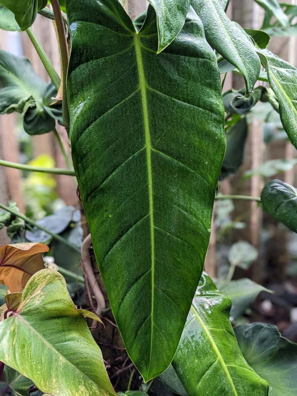 Philodendron Lancigerum Plant (saggitifolium narrow) - Image 2