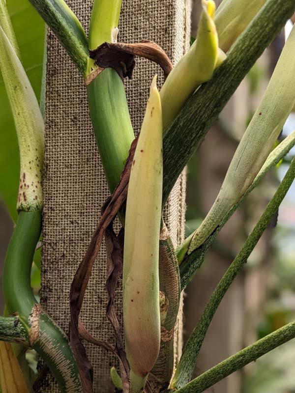 Philodendron Lancigerum Plant (saggitifolium narrow) - Image 3