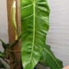 Philodendron Lancigerum Plant (saggitifolium narrow)