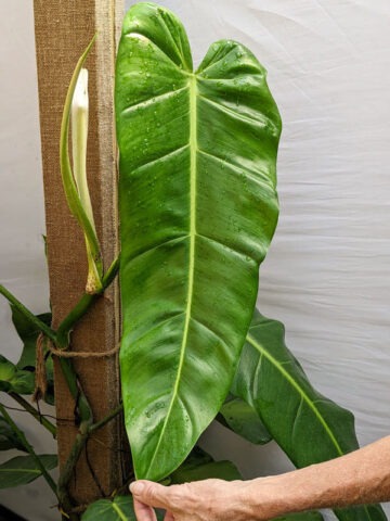 Philodendron Lancigerum Plant (saggitifolium narrow)