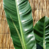 Philodendron Lanai Giant Plant