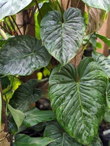 Philodendron Mamei Soderoi Plant