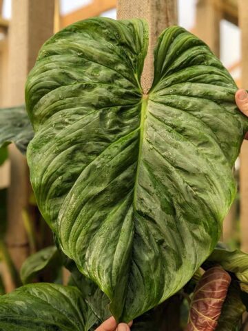 Alternative view of Philodendron Mamei Soderoi Plant