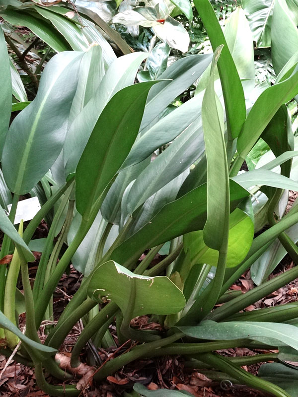Lg. Philodendron Subterranean Paddle Leaf Plant - Image 6