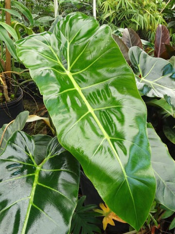 Alternative view of Philodendron Maximum Plant