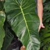 Lg. Philodendron Maximum Plant