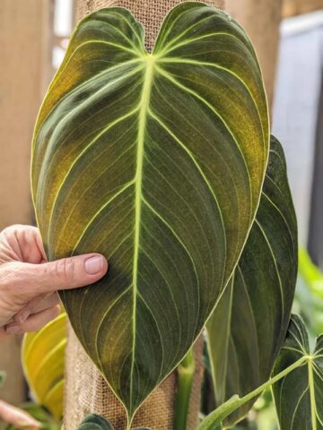Alternative view of Philodendron Melanochrysum Plant