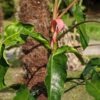 Philodendron Mexicanum Red Back Plant