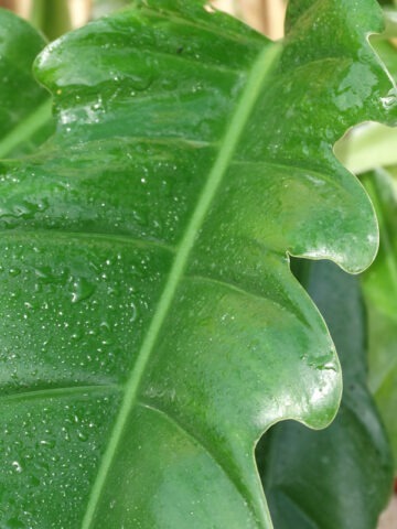 Alternative view of Lg. Philodendron Narrow Tiger Tooth Plant
