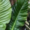 Philodendron Paloraense Plant