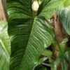 Lg. Philodendron Pinnatilobum Plant