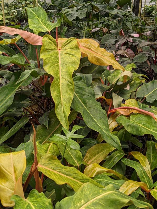 Philodendron Quad Color Plant - Image 9