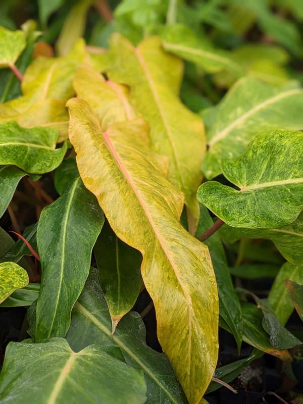 Philodendron Quad Color Plant - Image 6