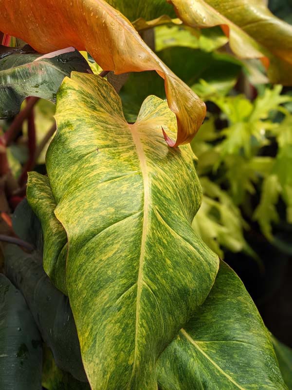 Philodendron Quad Color Plant - Image 4