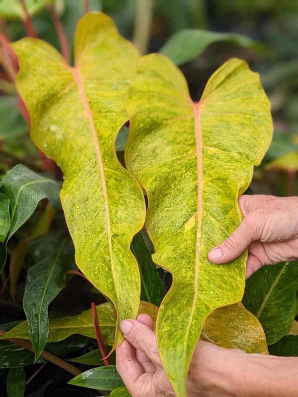 Philodendron Quad Color Plant - Image 5