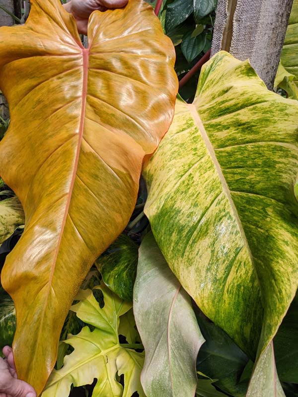Philodendron Quad Color Plant - Image 3