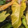 Philodendron Quad Color Plant