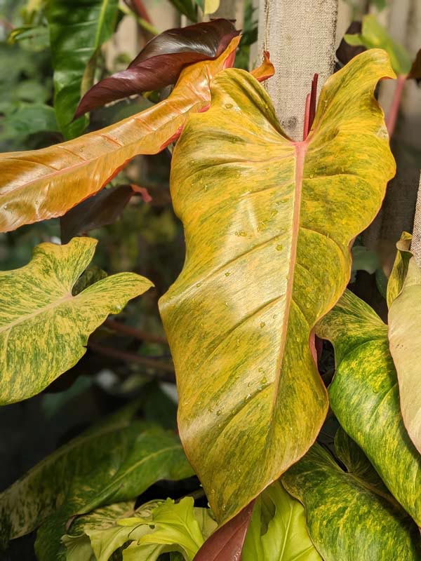 Philodendron Quad Color Plant