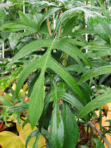Lg. Philodendron Quercifolium Plant - Image 4