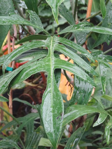 Lg. Philodendron Quercifolium Plant - Image 5