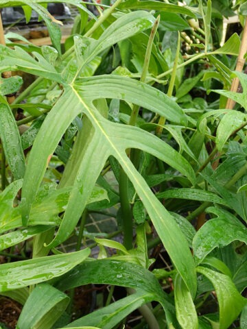 Lg. Philodendron Quercifolium Plant - Image 6