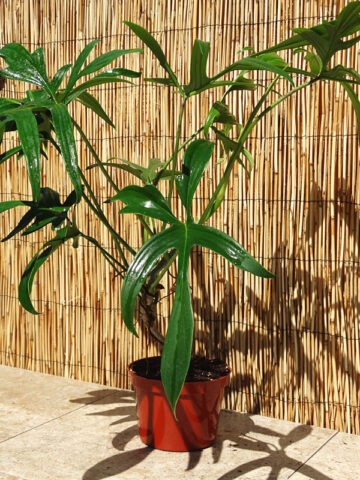 Lg. Philodendron Quercifolium Plant - Image 3