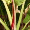 Lg. Philodendron Red Moon Plant