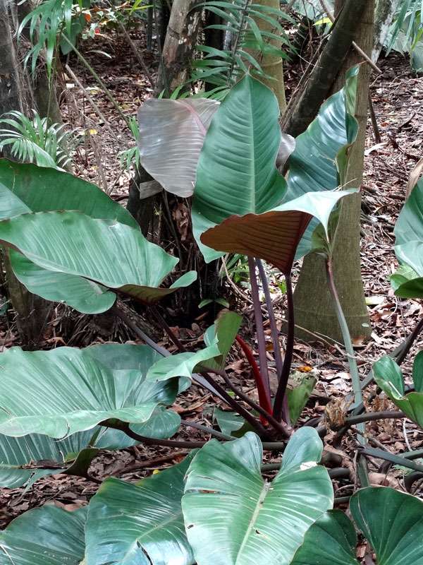 Philodendron Rojo Kongo Plant