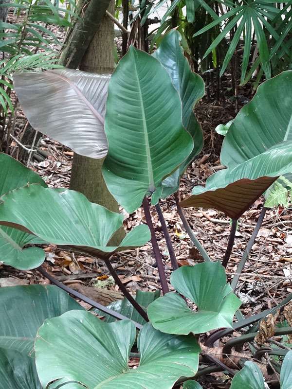 Philodendron Rojo Kongo Plant - Image 2