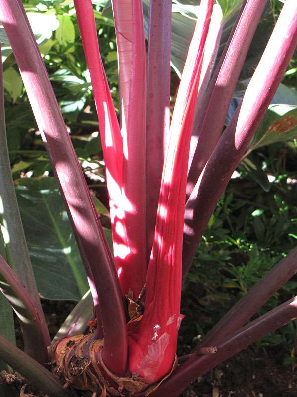 Philodendron Rojo Kongo Plant - Image 3