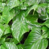 Philodendron Rohdeii Plant