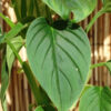 XL. Philodendron Rubrocinctum Platinum Plant