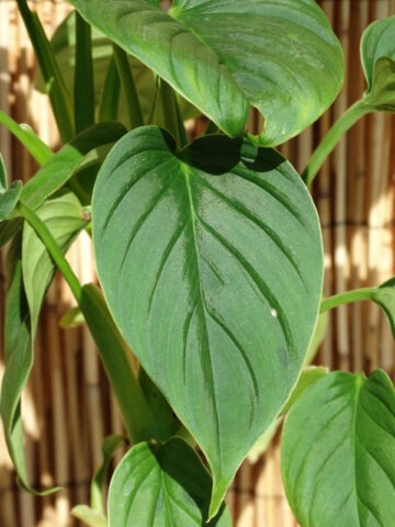 XL. Philodendron Rubrocinctum Platinum Plant