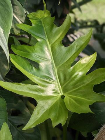 Lg. Philodendron Radiatum Verde Variegata Plant - Image 3