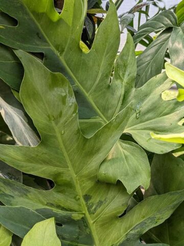 Alternative view of Lg. Philodendron Radiatum Verde Variegata Plant