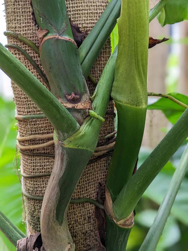 Lg. Philodendron Sanctamartinense Plant - Image 2