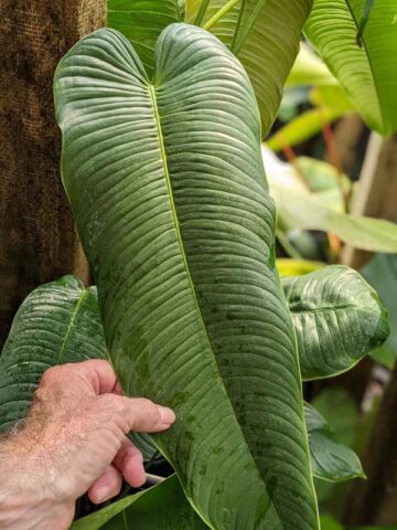 Alternative view of Philodendron Scherberichii Ecuador Plant
