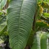Philodendron Scherberichii Ecuador Plant