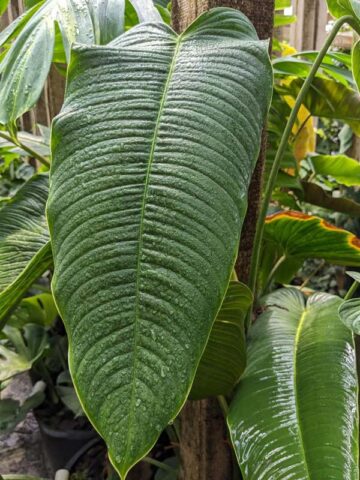 Philodendron Scherberichii Ecuador Plant