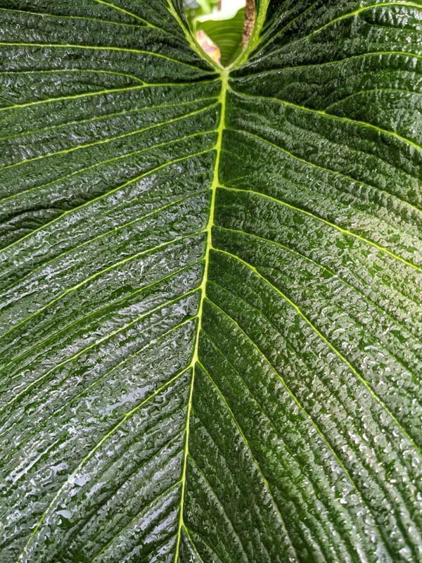 Philodendron Scherberichii Ecuador Plant - Image 4